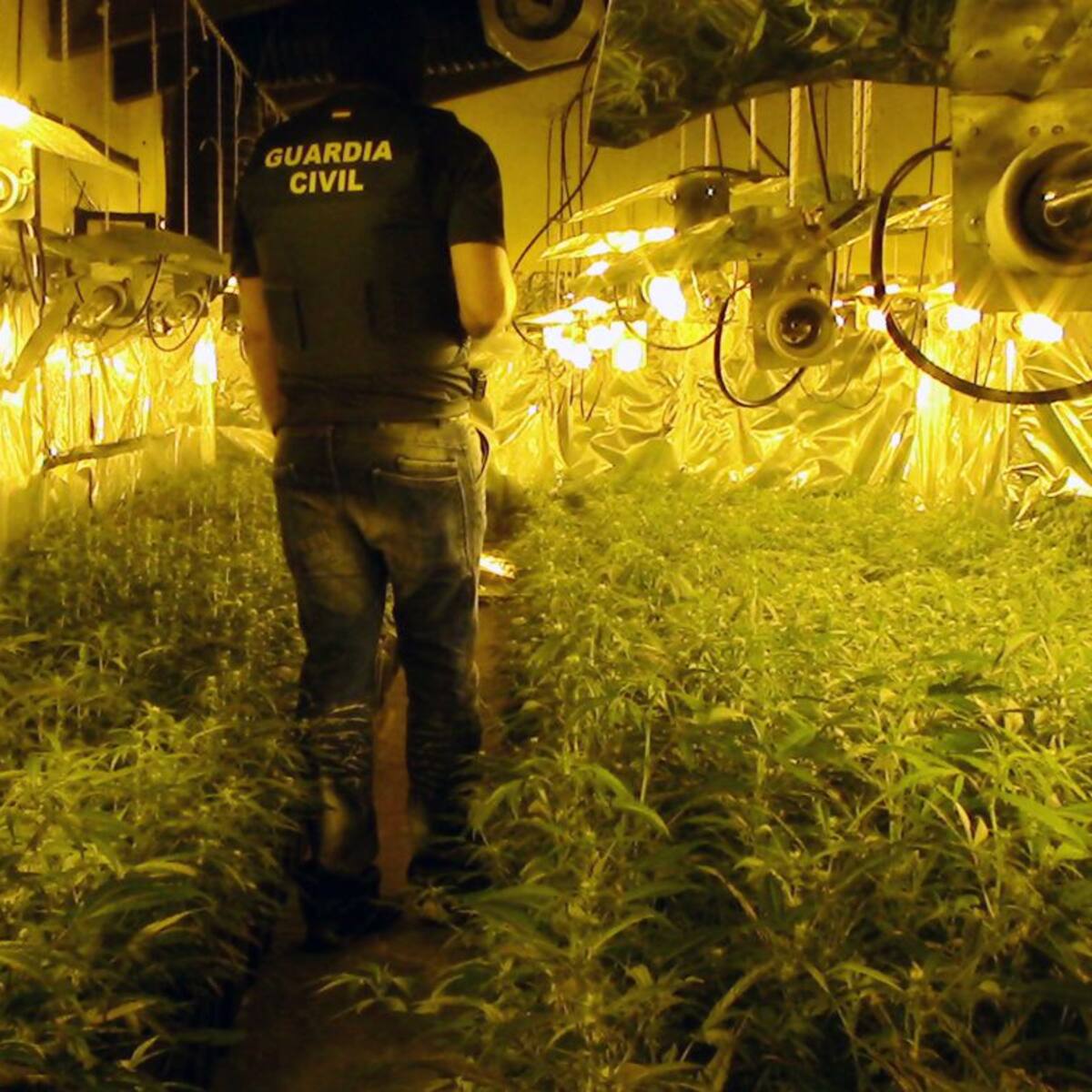 Cuatro detenidos con 2.000 plantas de marihuana en dos chalés de Molina de Segura