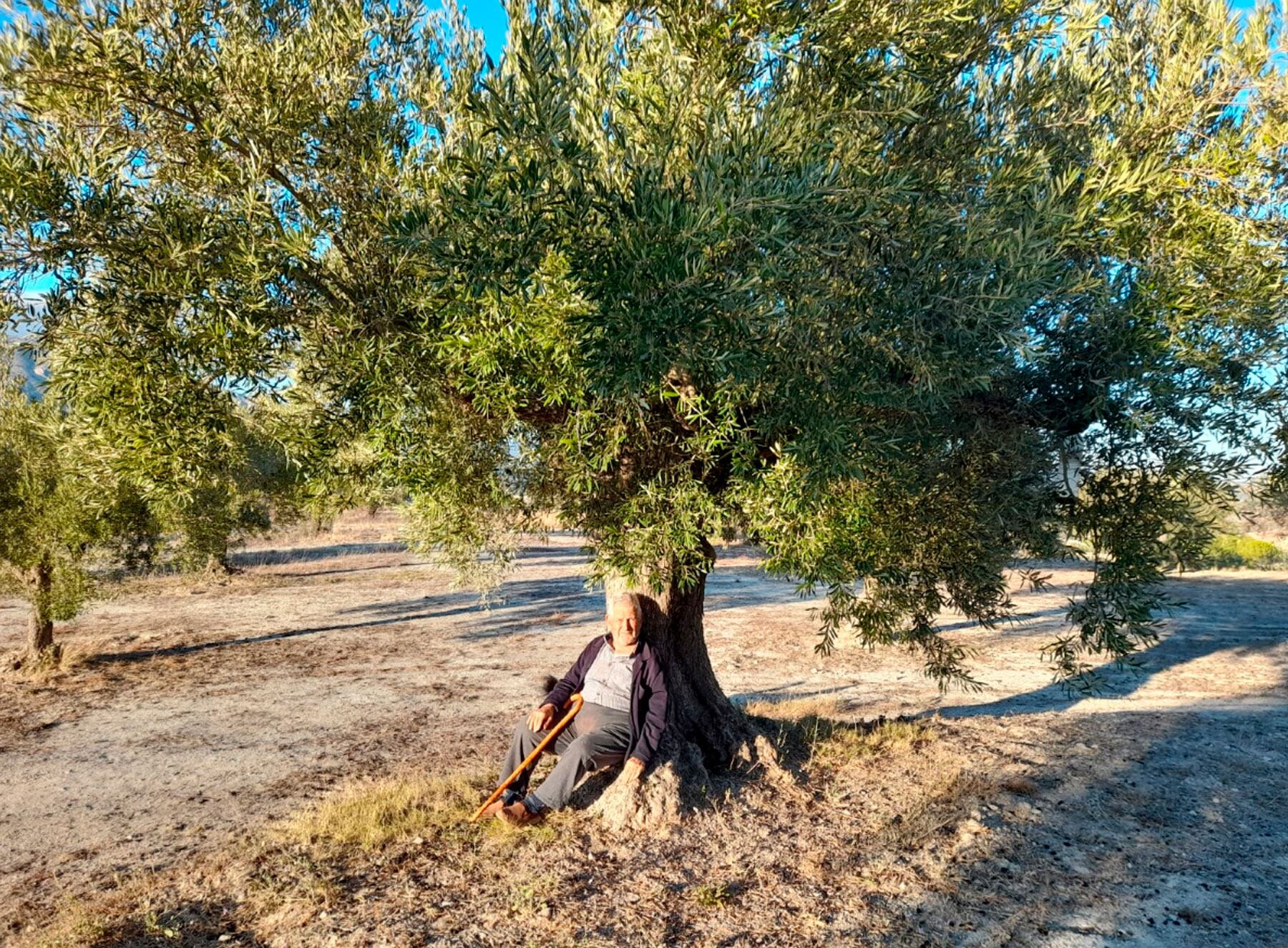 Una de las oliveras de los campos de L&#039;Alcoià-El Comtat