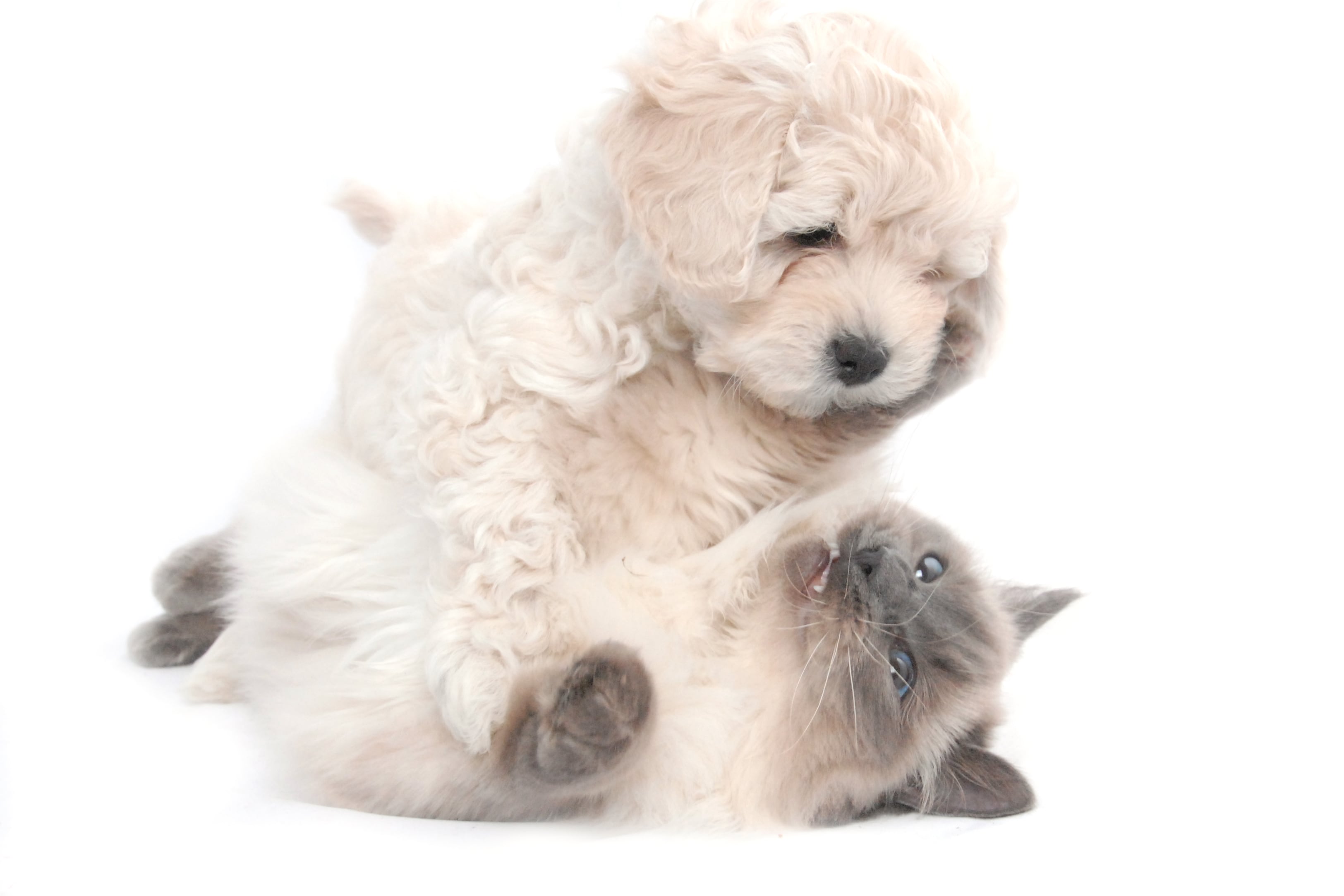 Un gato juega con un perro