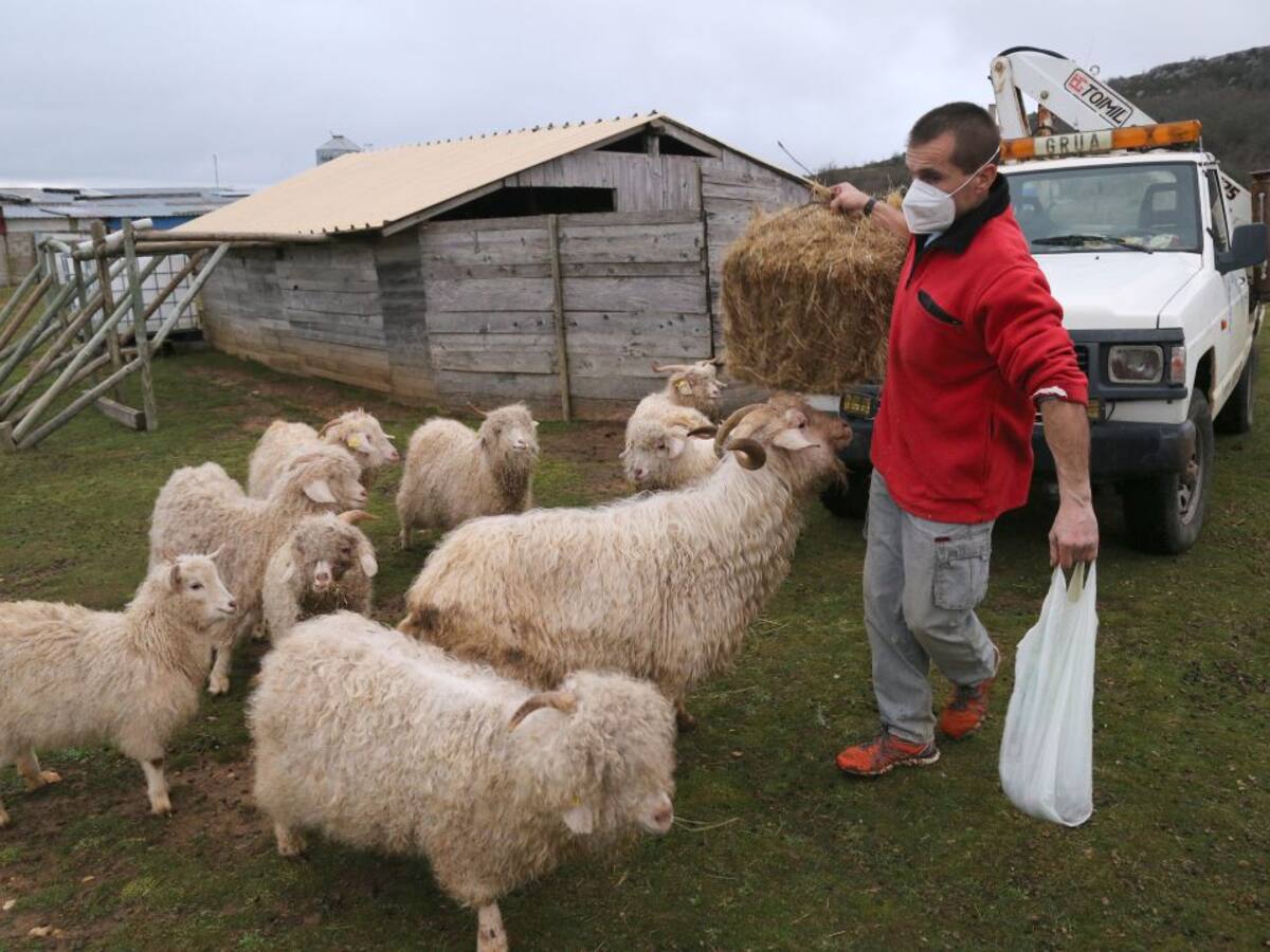 Lana turca en la Montaña Palentina