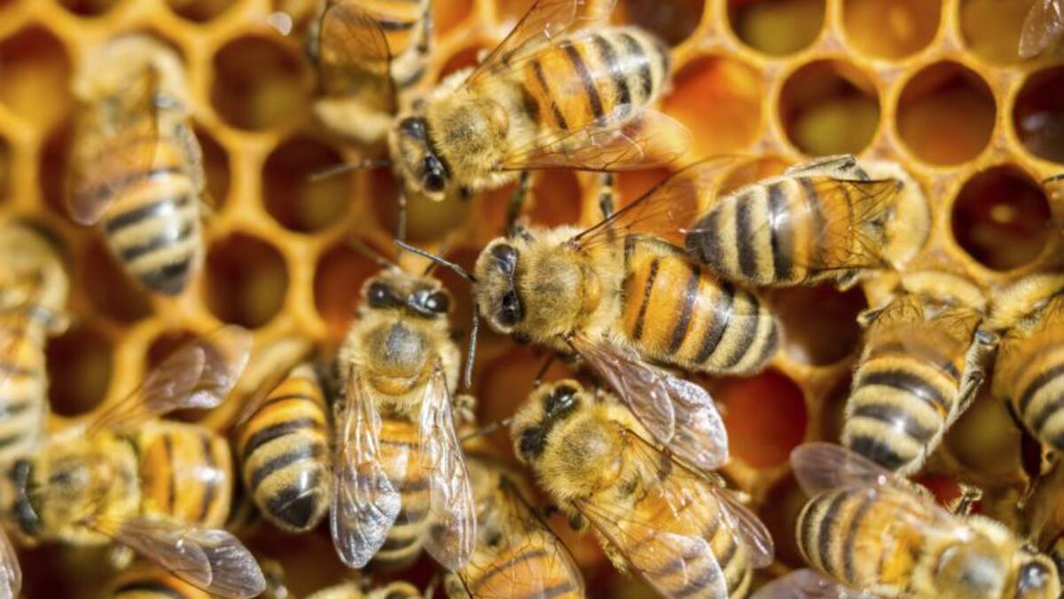 Entrevista Agustí Espí - Técnico medio ambiental Xarxa Agrícola