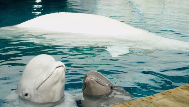 Imagen de tres belugas en el Oceanográfic