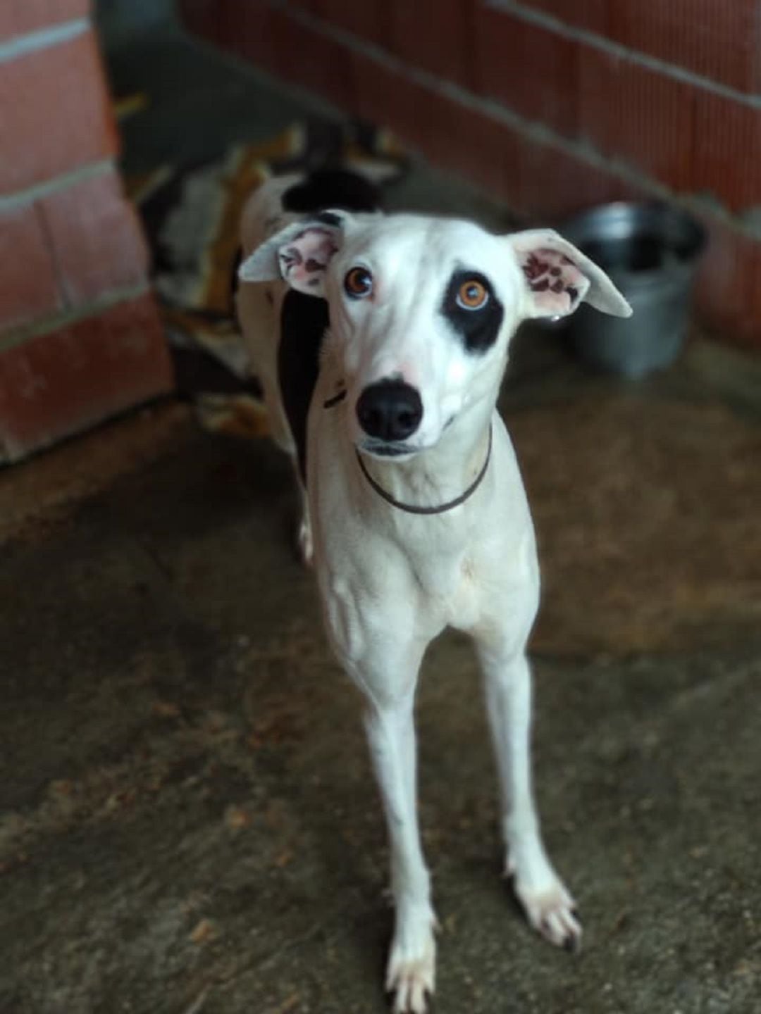 Uno de los galgos abandonados en Palencia