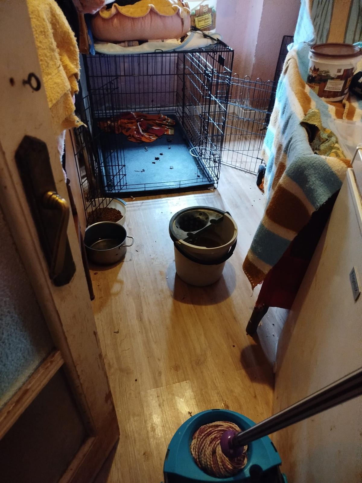 El Ayuntamiento remite a fiscalía un posible criadero ilegal de perros en una vivienda de Quatre Carreres en la que había 16 canes.