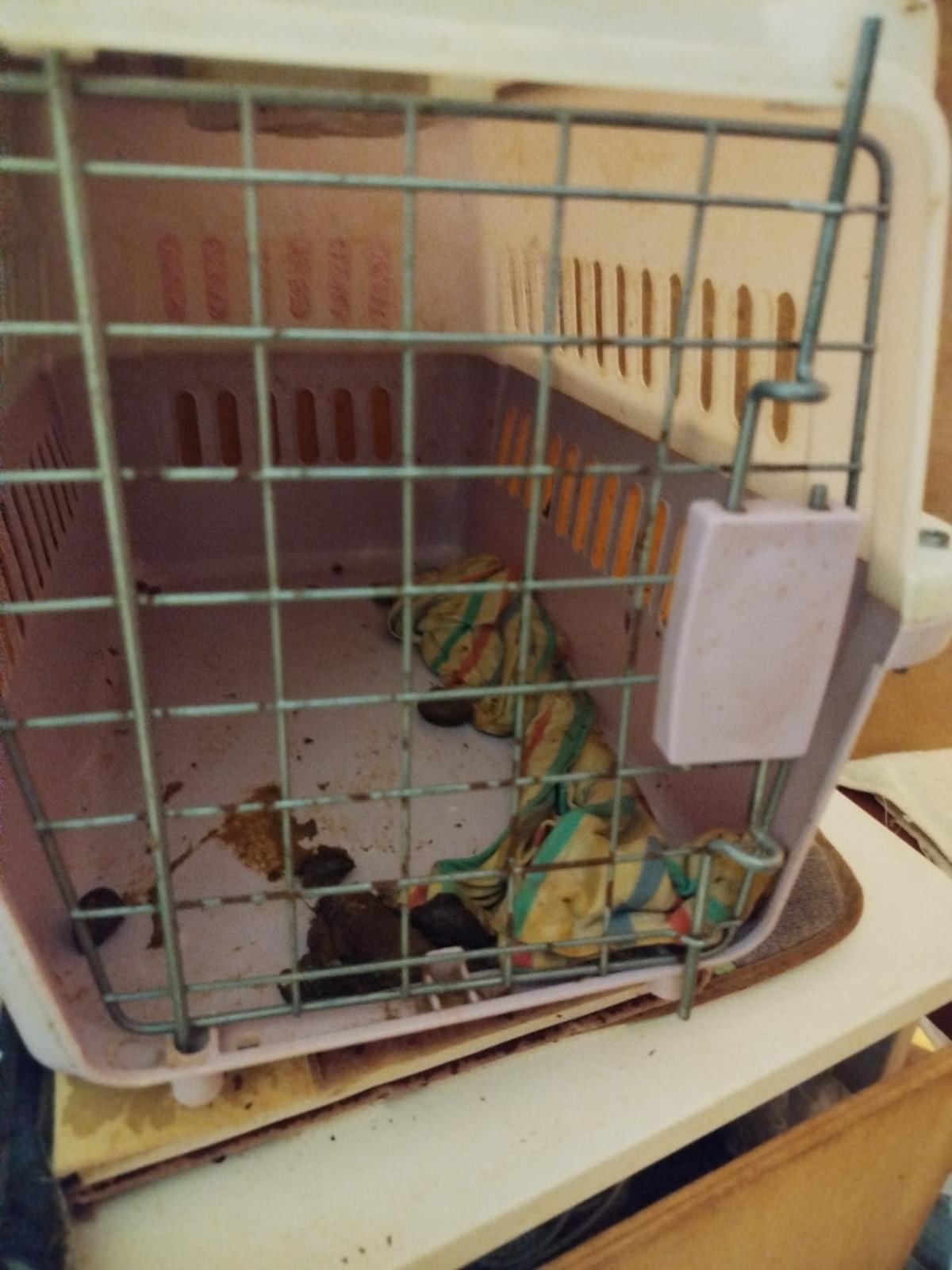 El Ayuntamiento remite a fiscalía un posible criadero ilegal de perros en una vivienda de Quatre Carreres en la que había 16 canes.