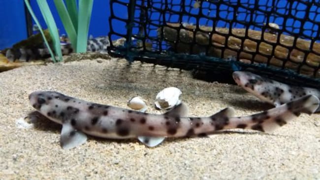 Crias de aliatán en la "guardería"