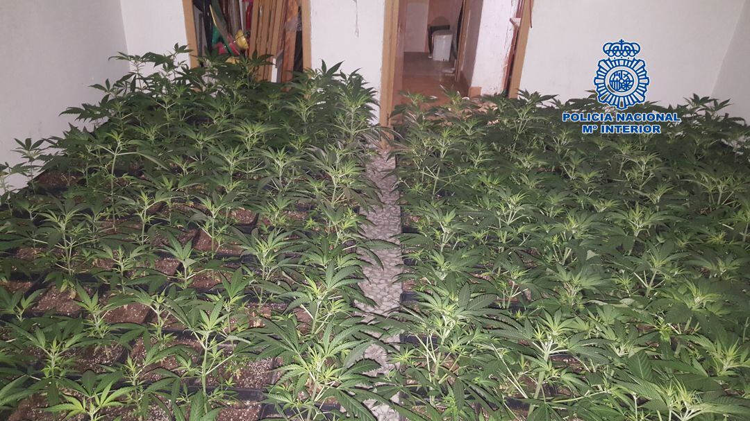 Plantas de Marihuana encontradas.