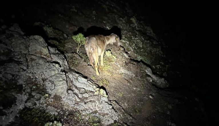 La cabra asilvestrada rescatada por los bomberos de Lanzarote.