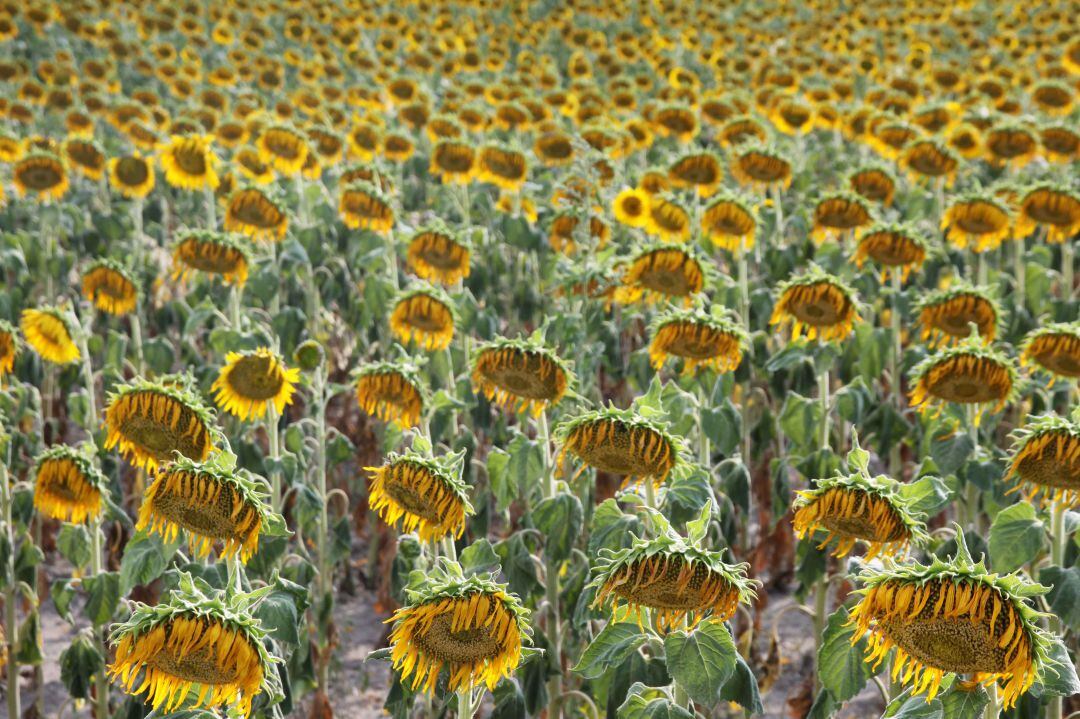 El sector agrícola y ganadero tuvo 202 parados nuevos este mes