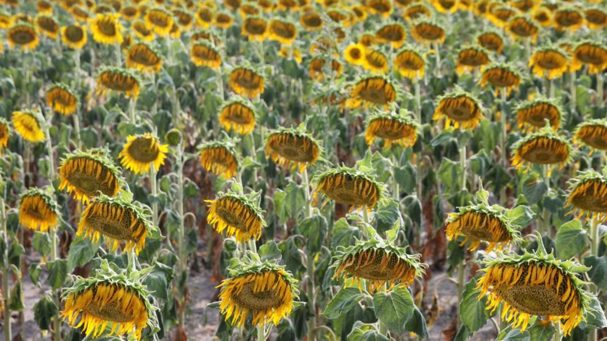 Octubre dejó 511 desempleados más en Ávila