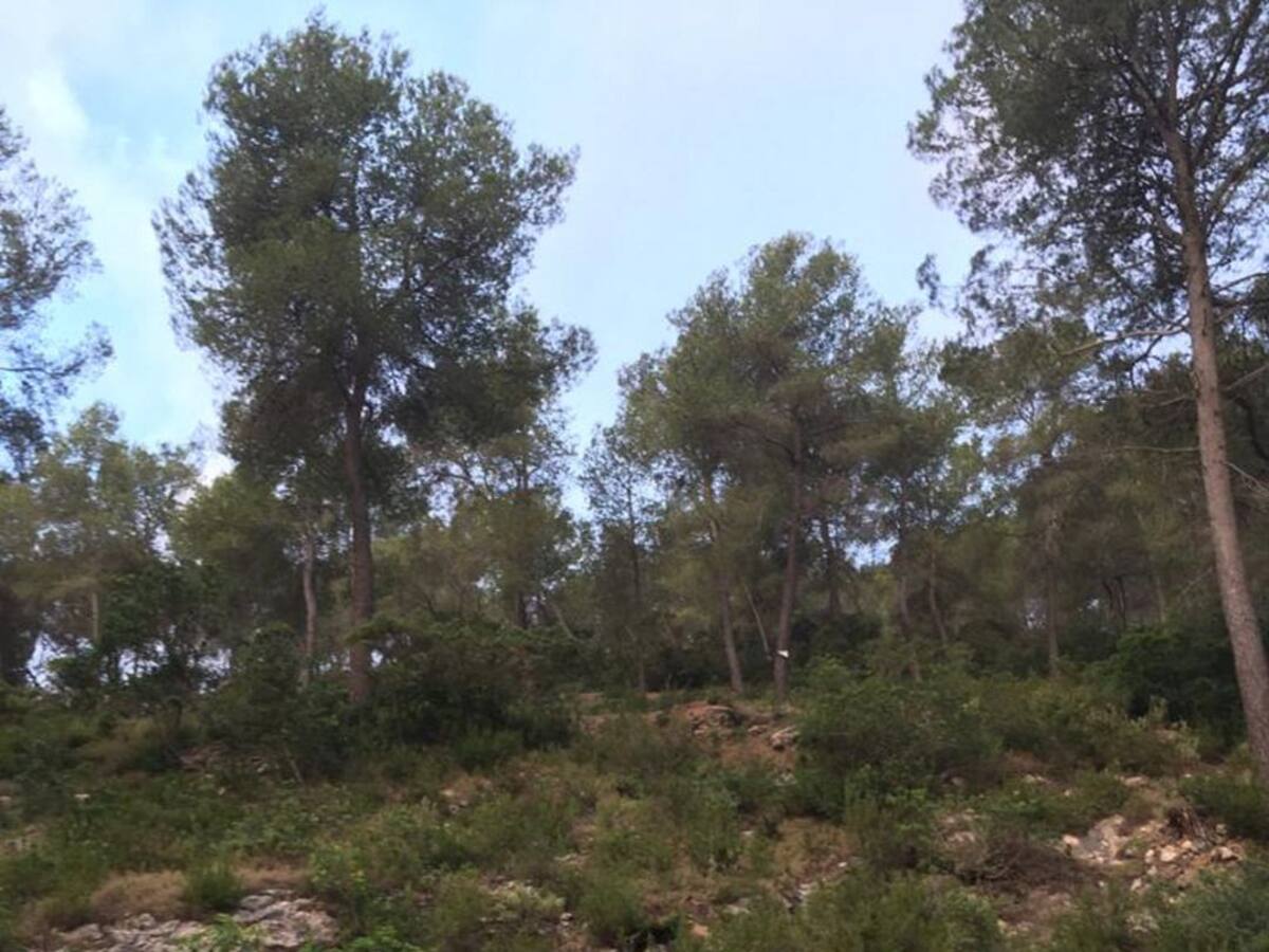 Dos heridos, uno de gravedad, tras volcar su coche y caer por un terraplén de 20 metros en Sant Miquel