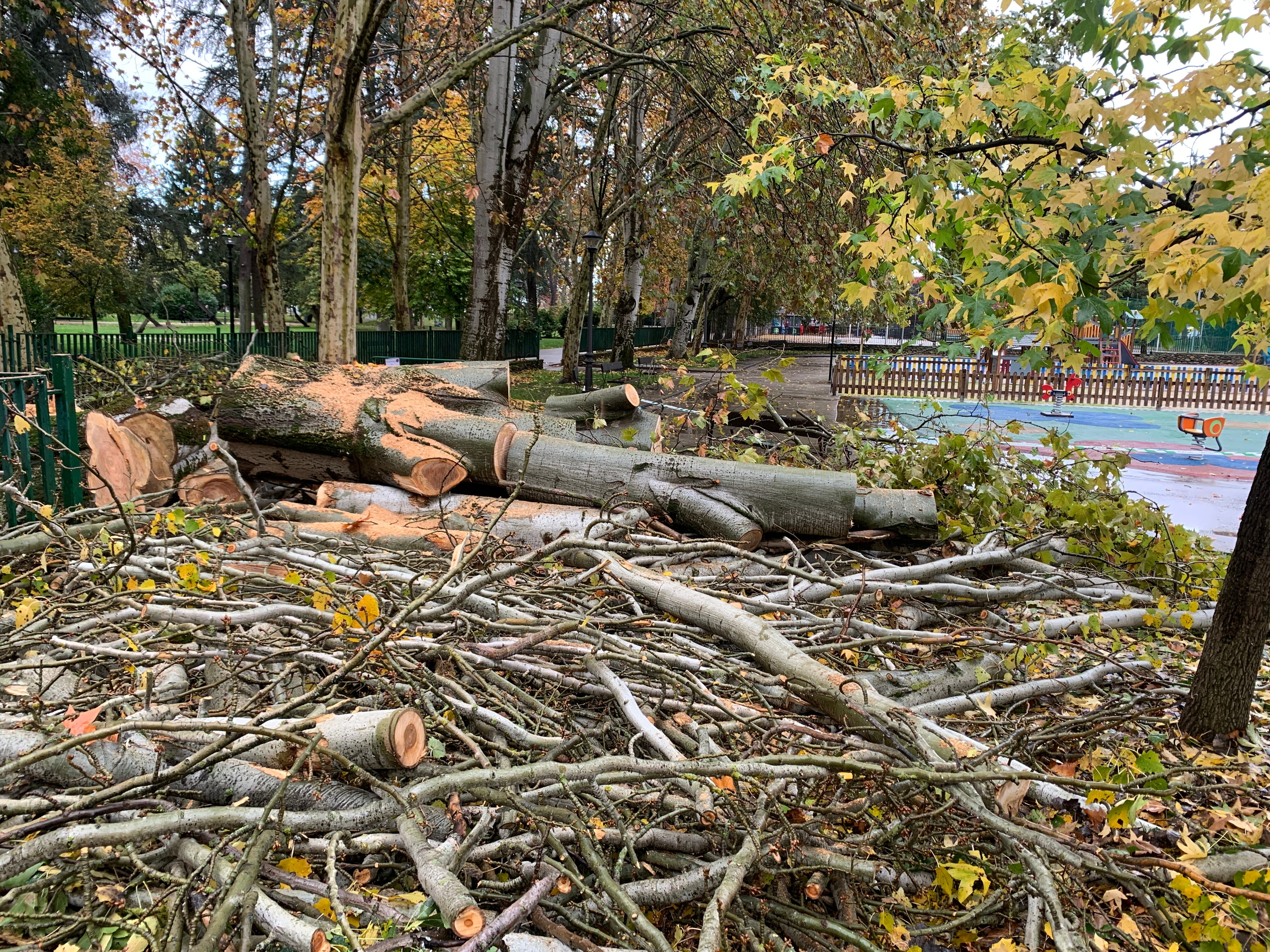 Árbol talado en el Parque del Plantío