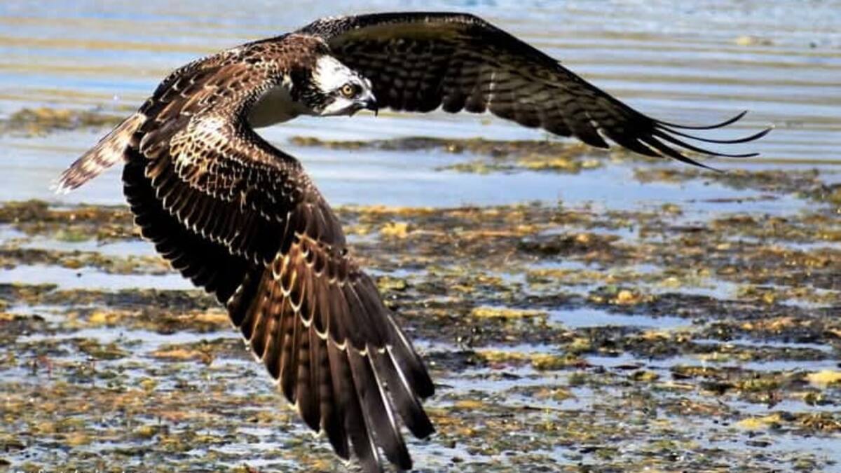 Protección para la Laguna Huerta de Las Pilas