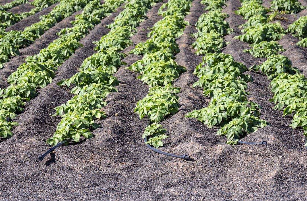 Plantación de patatas