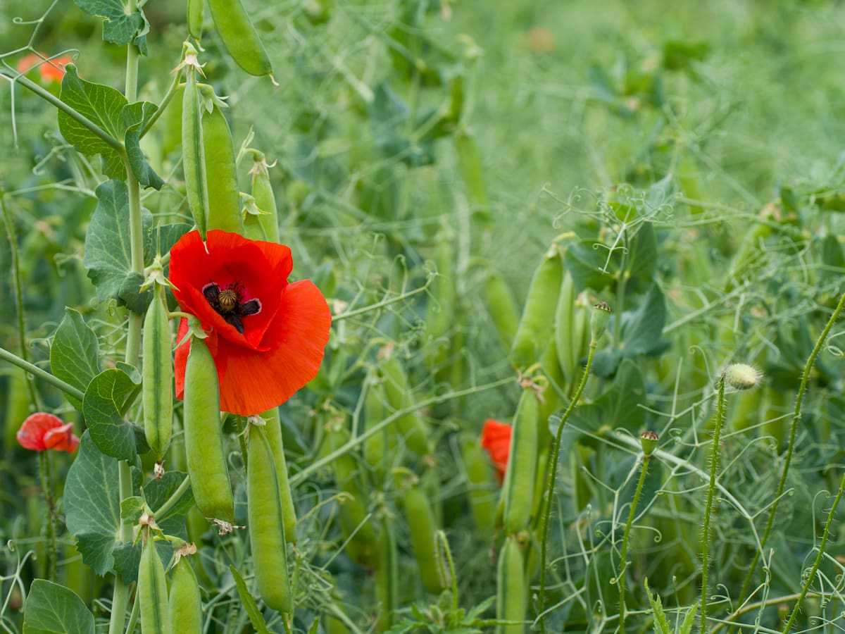 L'agroecologia es reivindica com a forma de vida