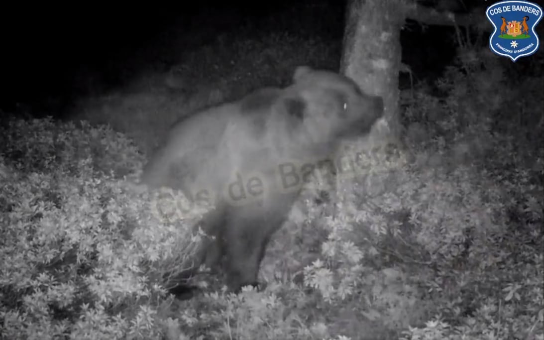 Exemplar d&#039;os bru captat per les càmeres dels Banders l&#039;any passat a la zona de Sorteny.