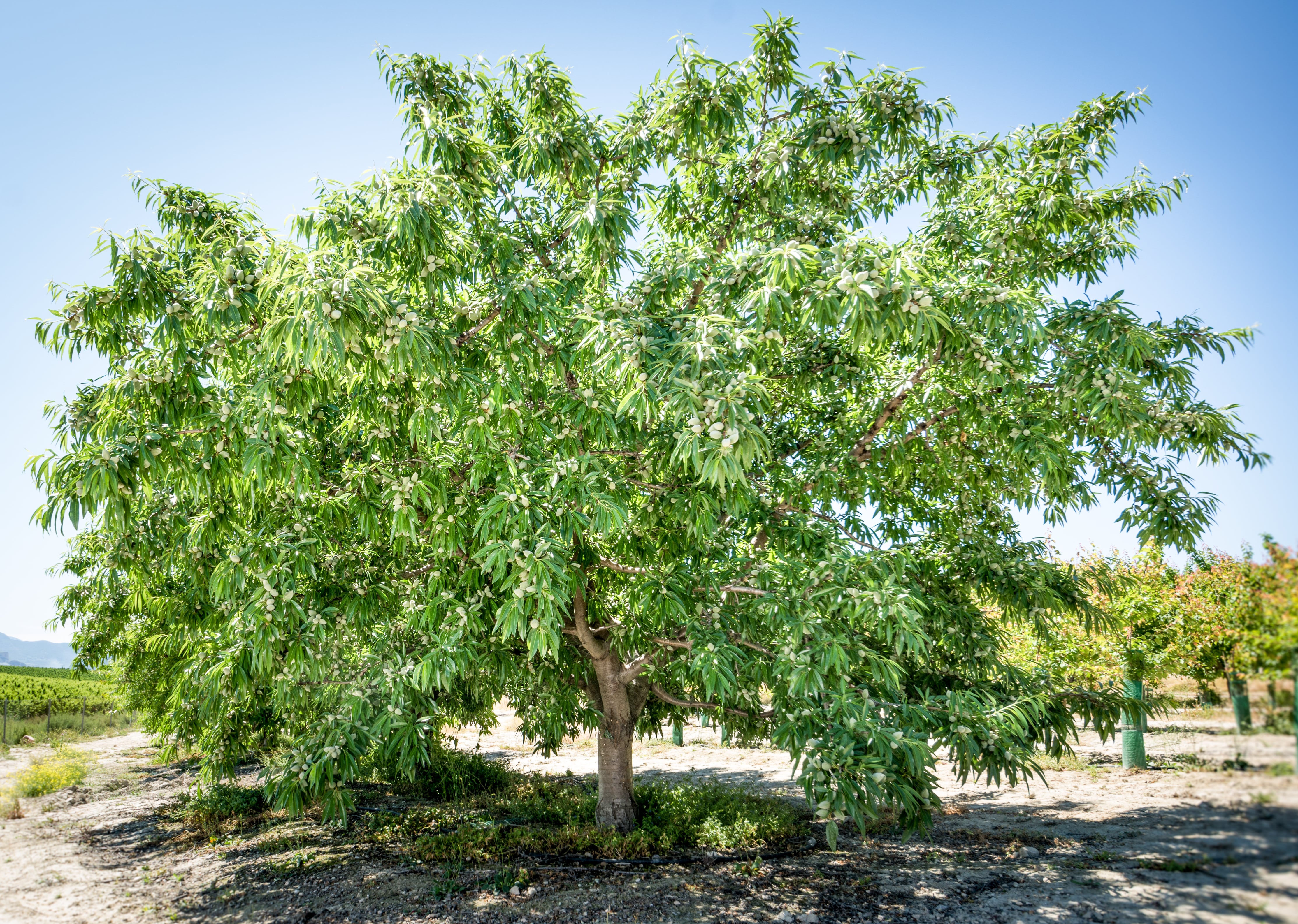 Almendro de la variedad Penta