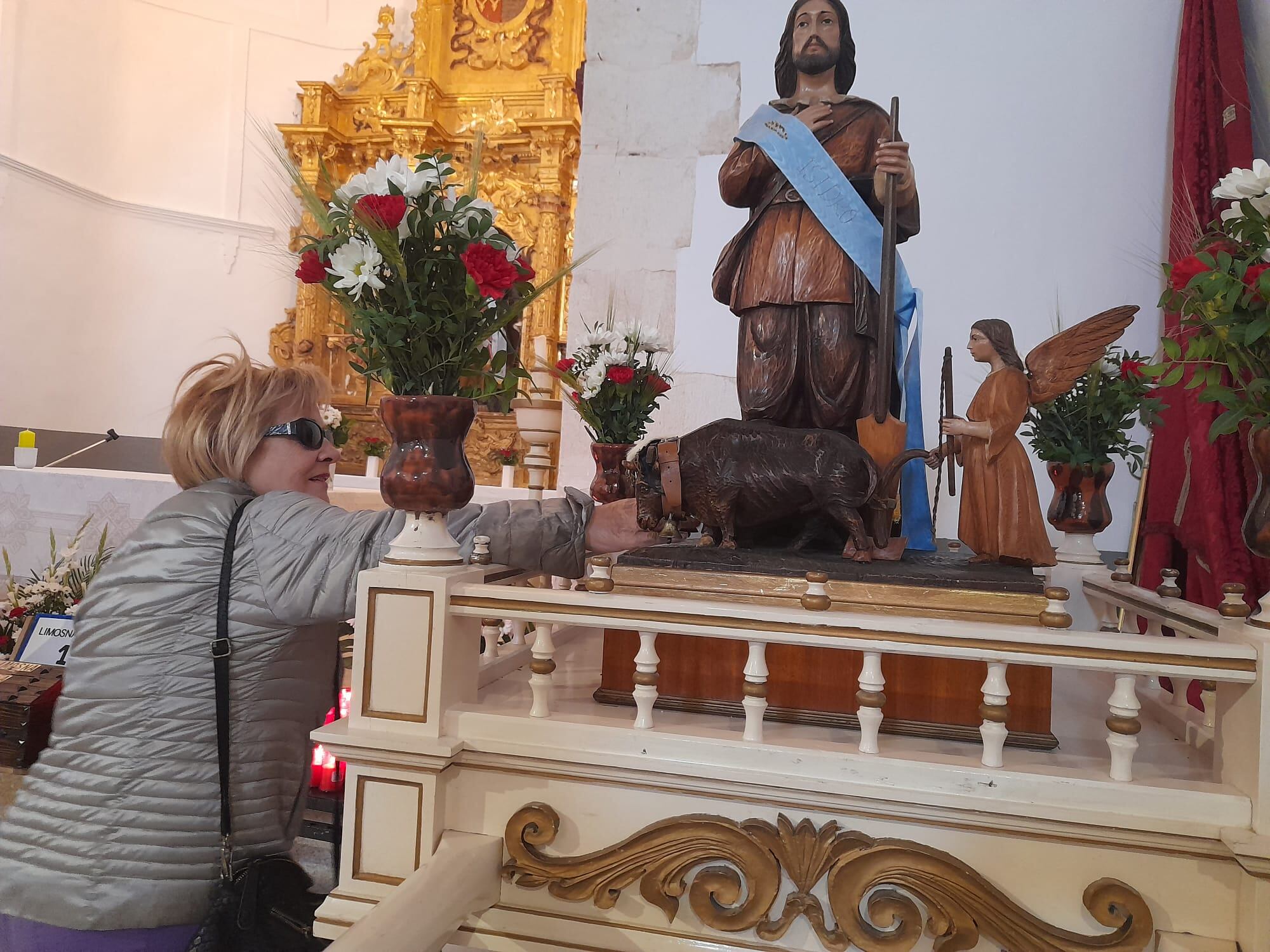 Tradición de Aranda en San Isidro: tocar las esquilillas de los bueyes del santo