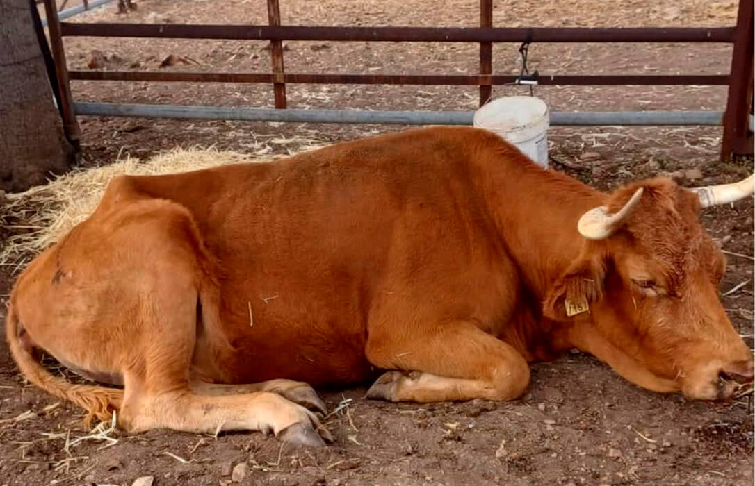 Una vaca en estado de reposo.