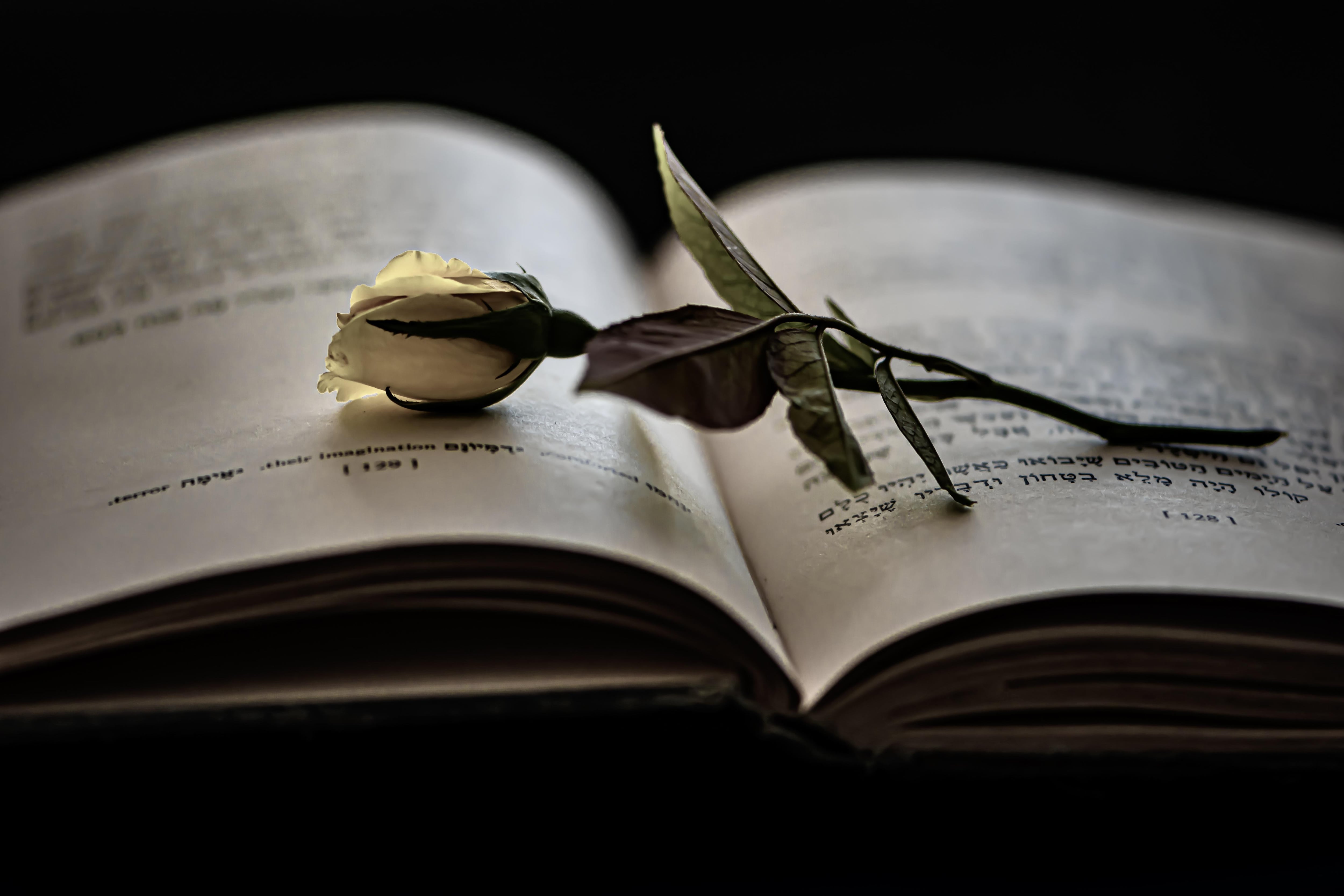 Símbols a la celebració del Dia del llibre per Sant Jordi