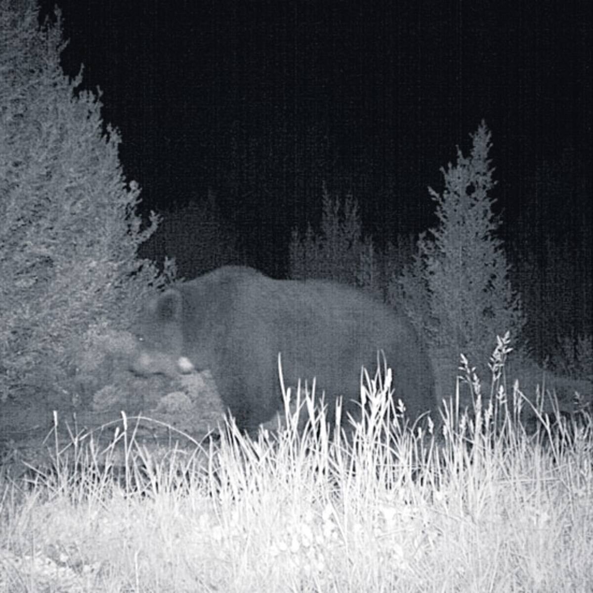 Tercer ataque de oso en Ribagorza en esta primavera