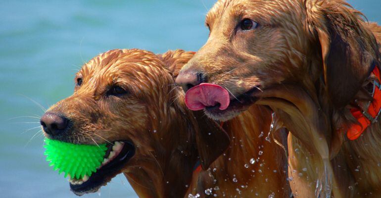 Dos perros juegan con una pelota.