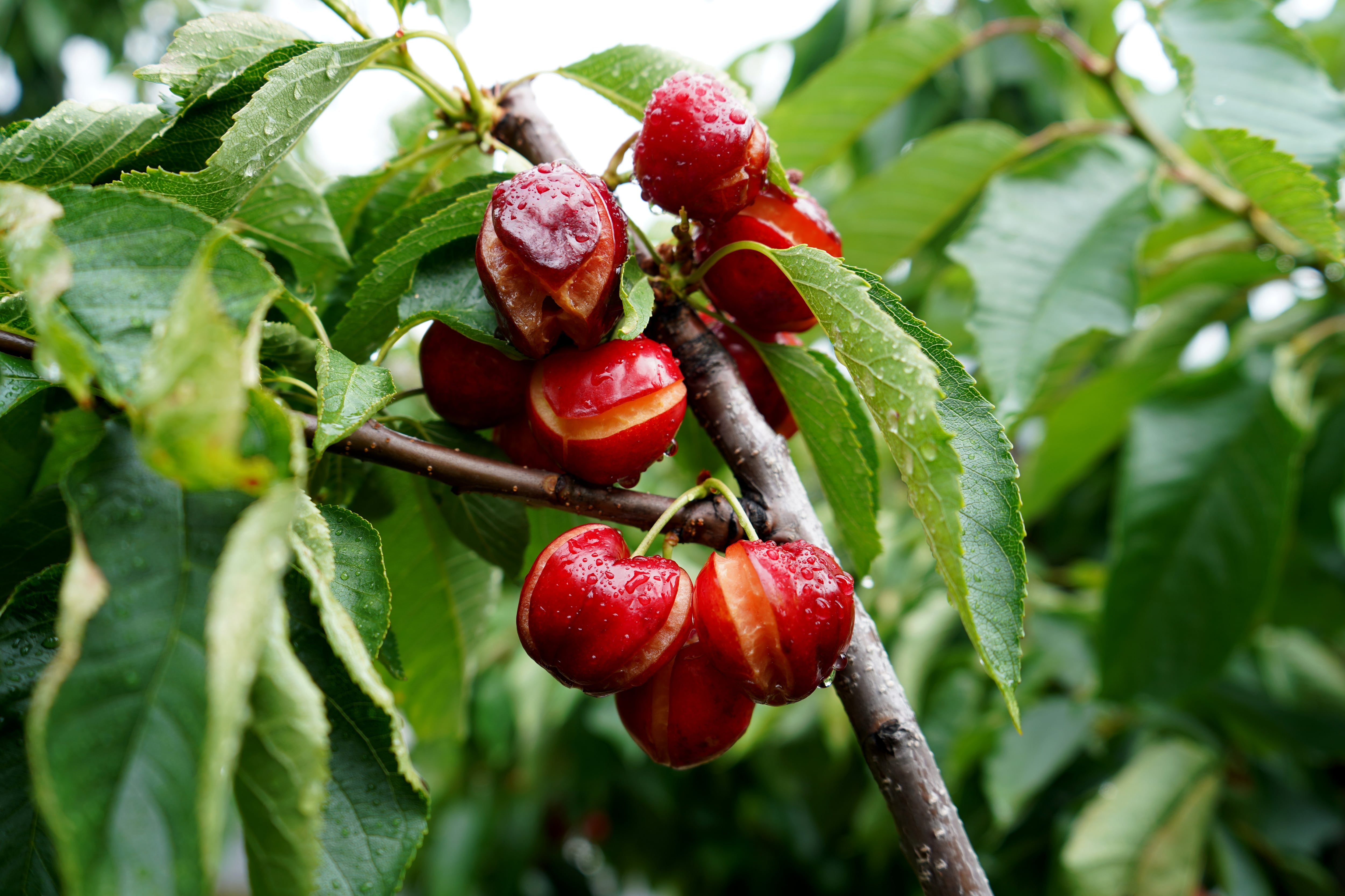 El 92% de la producción de cerezas en 2022 ha sido de mermas.