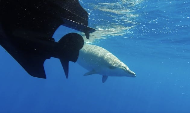 El zifio, un cetáceo similar a la ballena y el delfín