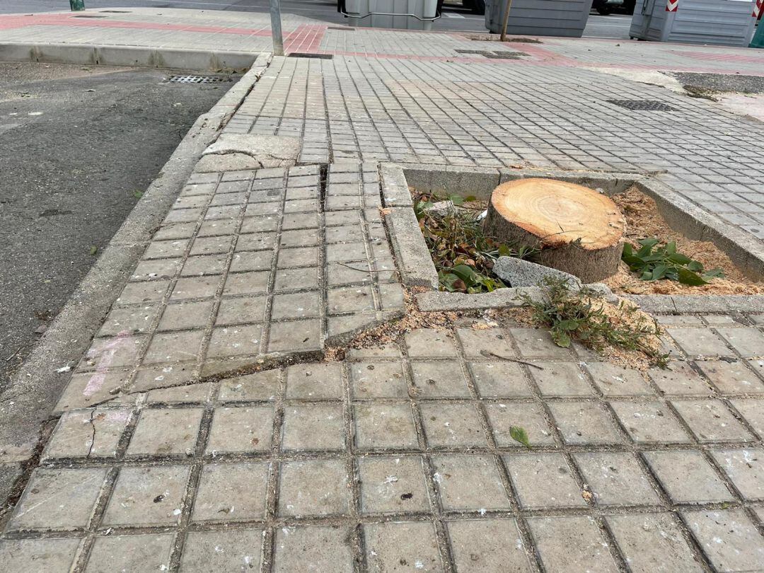 Alcorques de los árboles de Torrellano