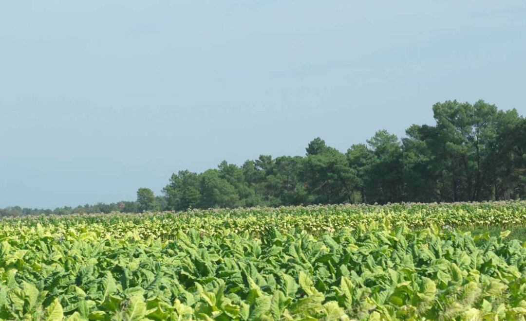 Cultivos de tabaco en la comarca de la Vera