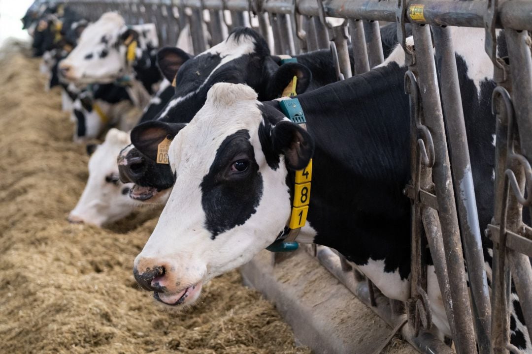 Archivo - Unas vacas comiendo en una granja