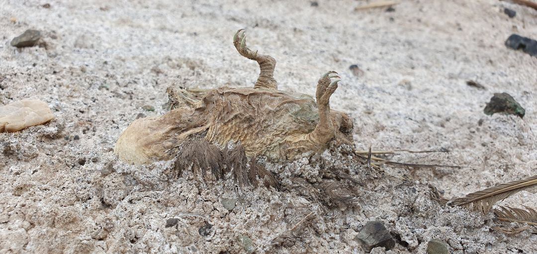 Una de las aves encontradas en las balsas de la antigua Española del Zinc