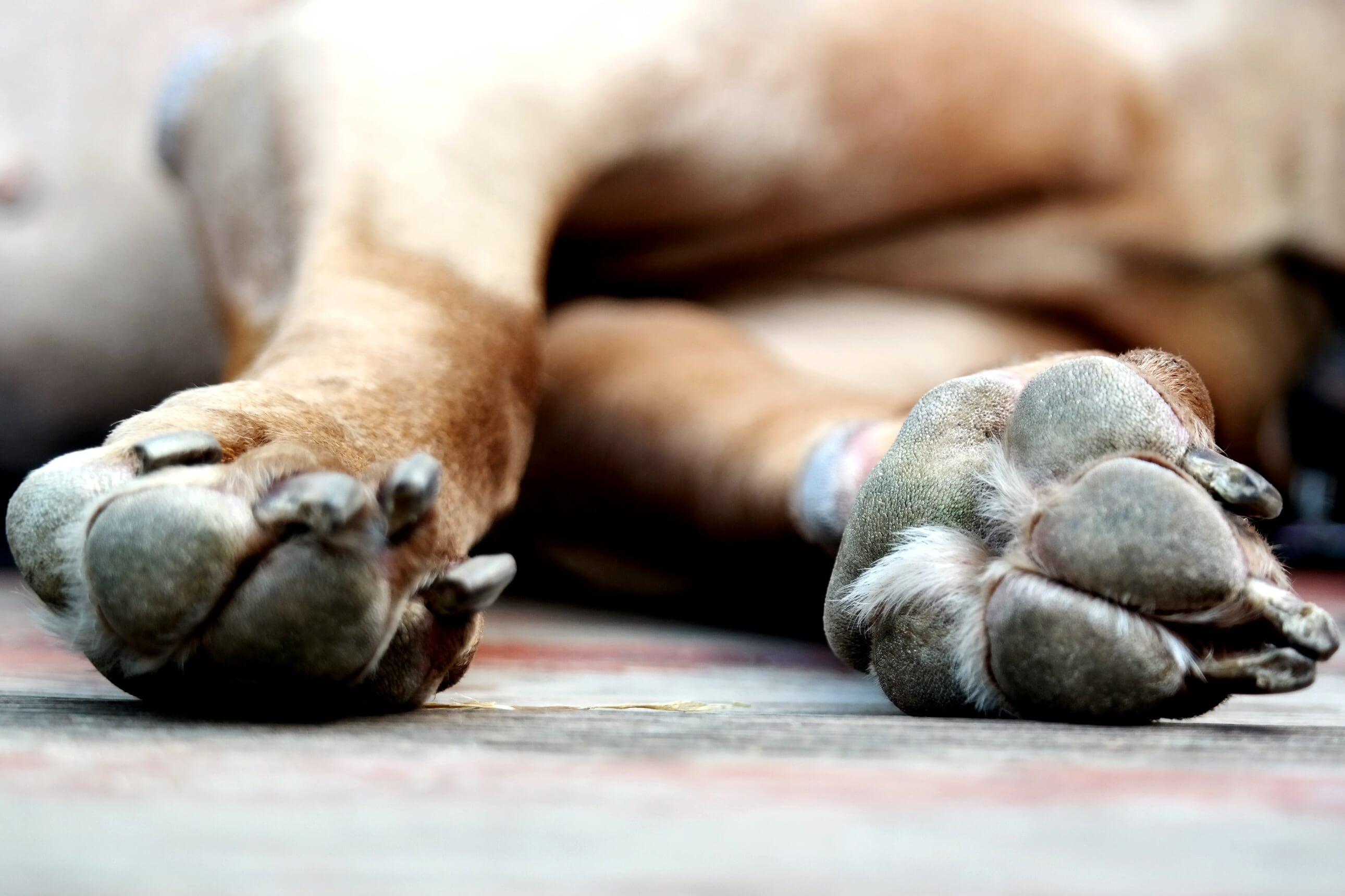 Las patas de un perro que está tumbado en el suelo