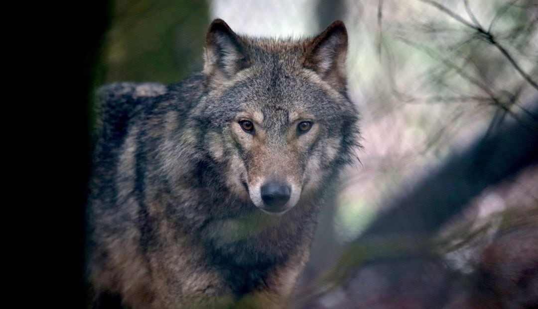 Ejemplar de lobo ibérico