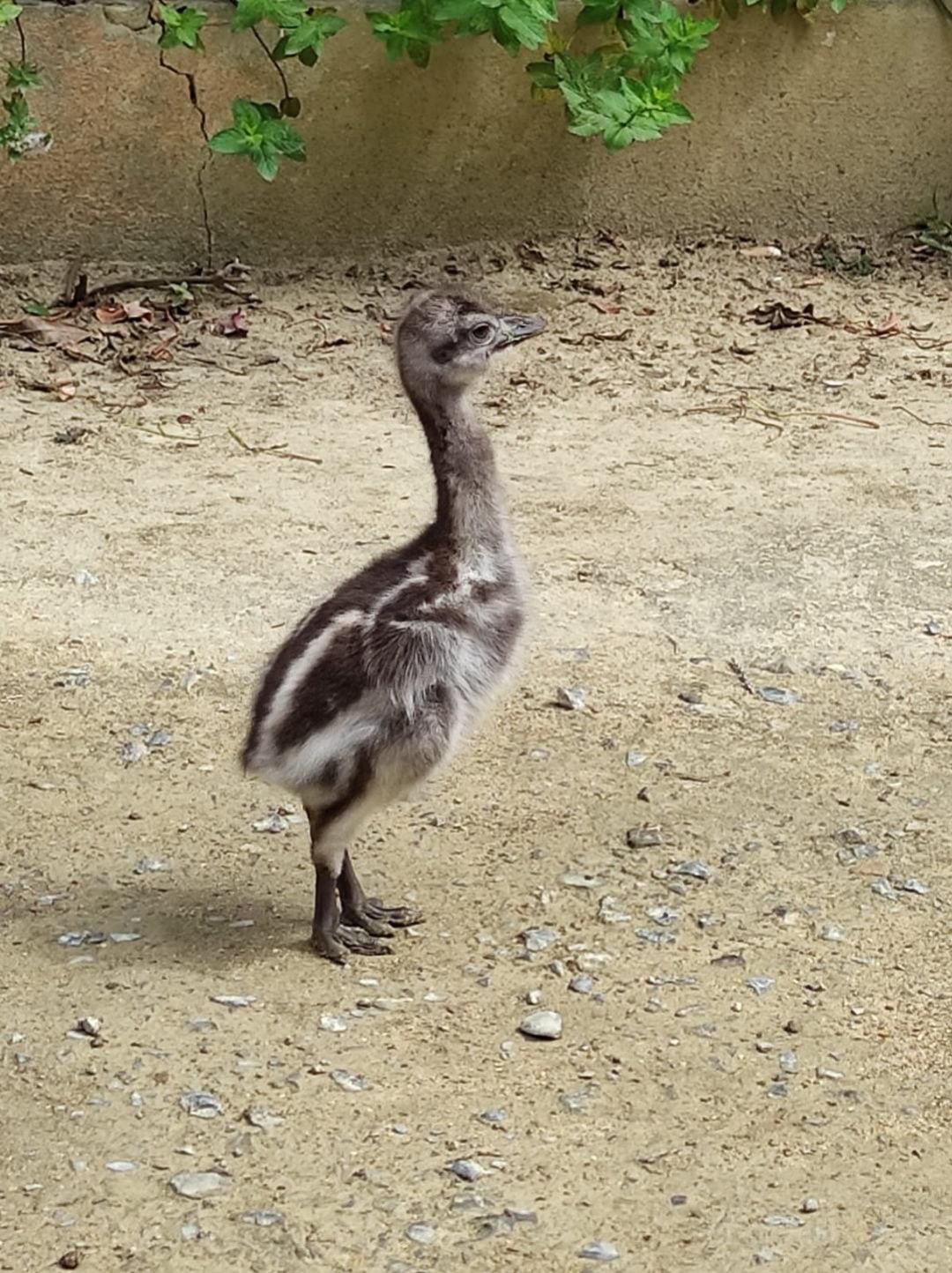 Primera reproducción del ñandú de Darwin en el Zoobotánico de Jerez