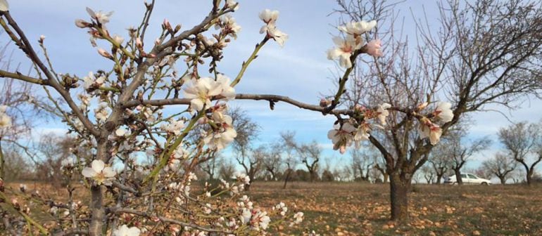 El cultivo de la almendra se extiende por la comarca de la Manchuela.