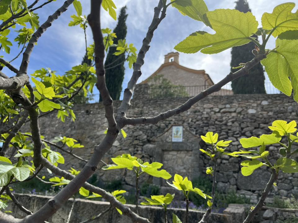 Olivos en Camp de Mirra