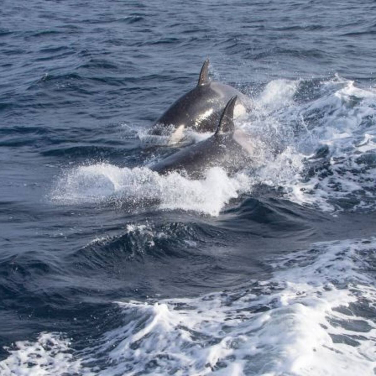 El Gobierno amplía otra semana las restricciones a los veleros para evitar incidentes con orcas