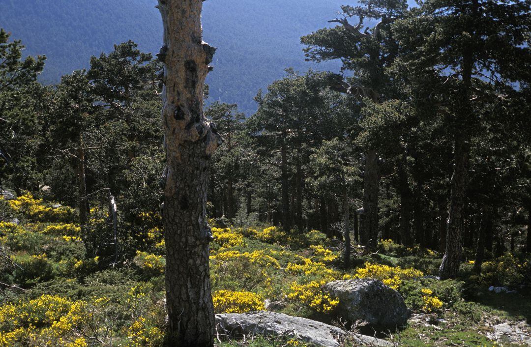 Actuar con mayor rapidez en los incendios forestales es uno de los objetivos de los Parques Comarcales de Bomberos. Sierra de Malagón, en la provincia de Ávila