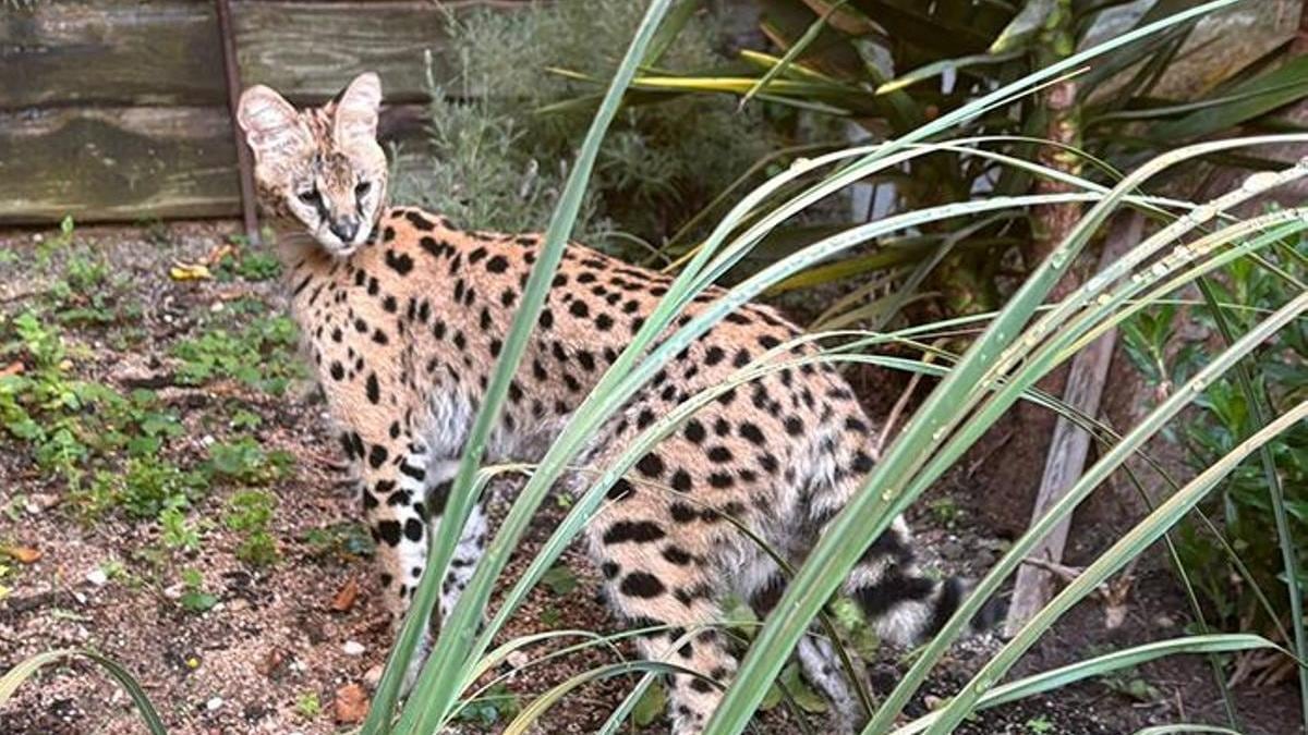 Imagen de archivo de un serval