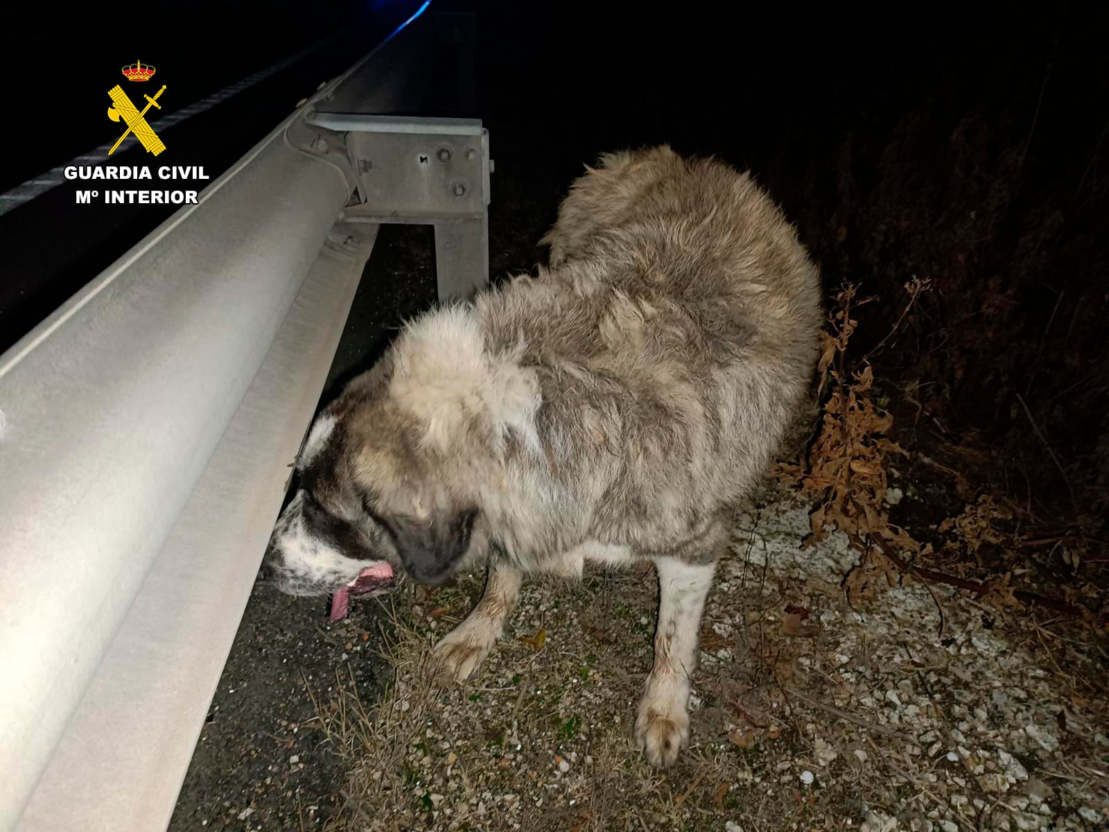 Guardia Civil y Bomberos del CEIS Rioja rescatan a tres perros caídos a un barranco en la N-232