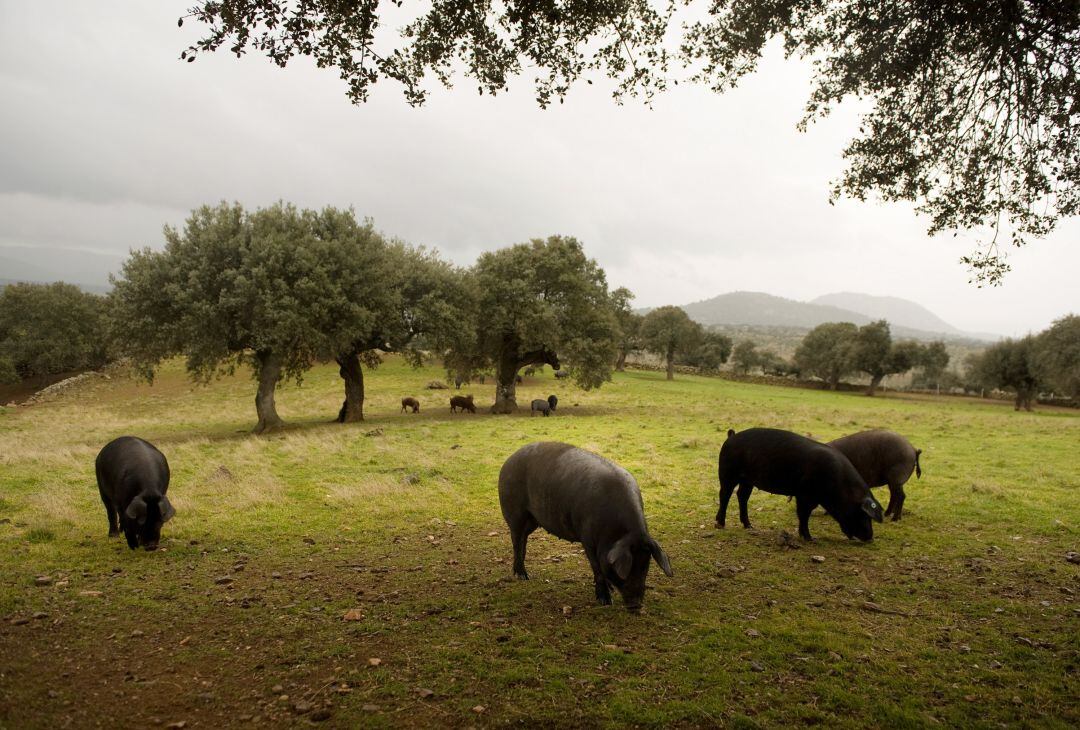 Cerdos ibéricos pastan en un campo de encinas.