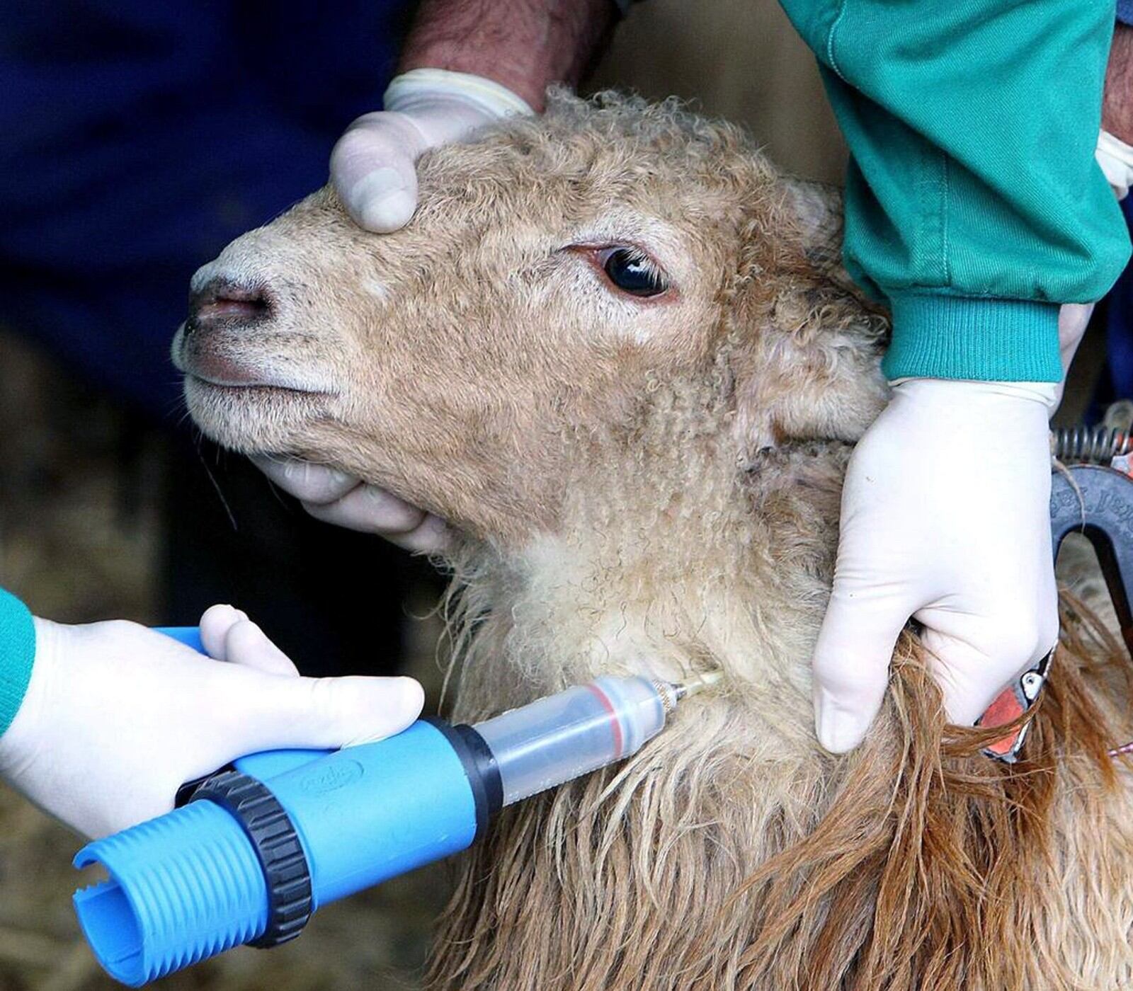 Vacuna contra la lengua azul