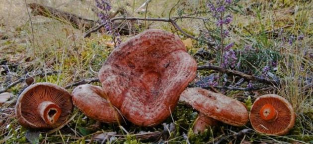 El níscalo u hongo de pino es una de las especies más buscadas en la Serranía de Cuenca.