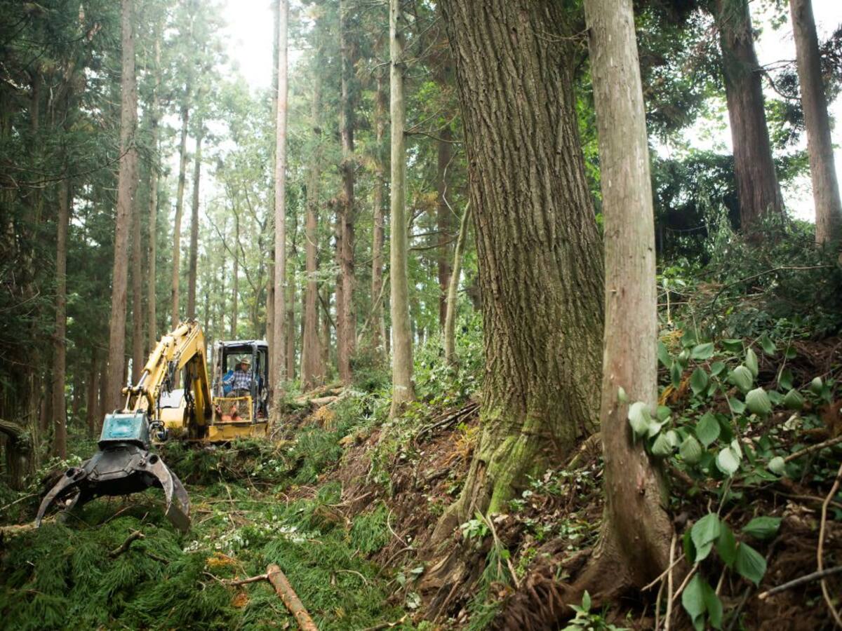 La destrucción del medio ambiente afecta a tu salud