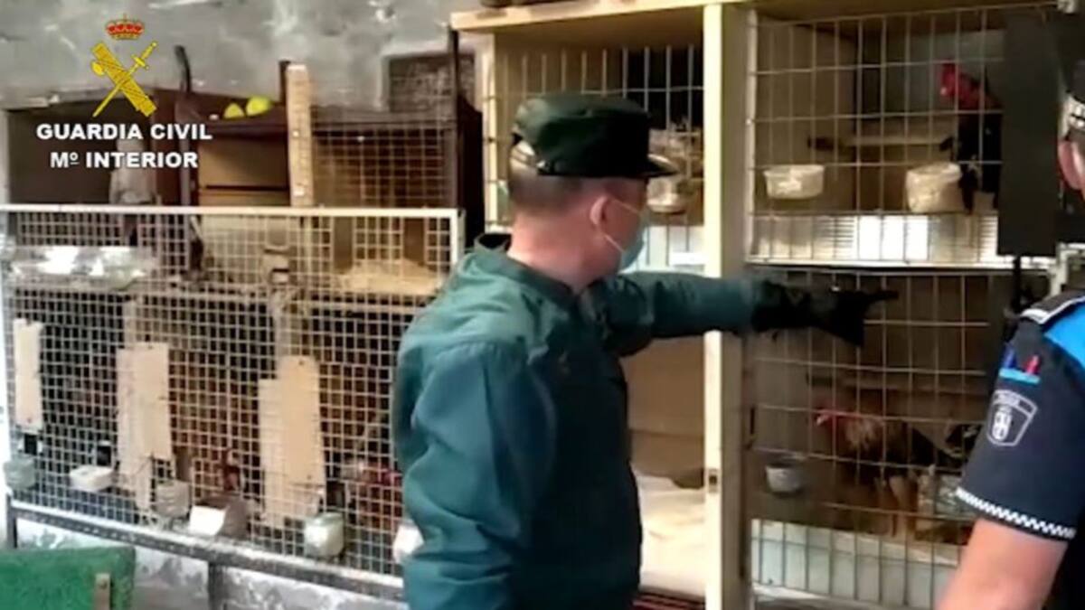 Investigados por maltrato de gallos de pelea en unas naves en un polígono industrial de Valladolid