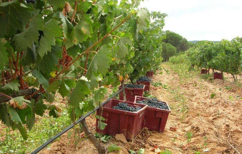 Los productos más exportados desde España son las hortalizas, el aceite y el vino