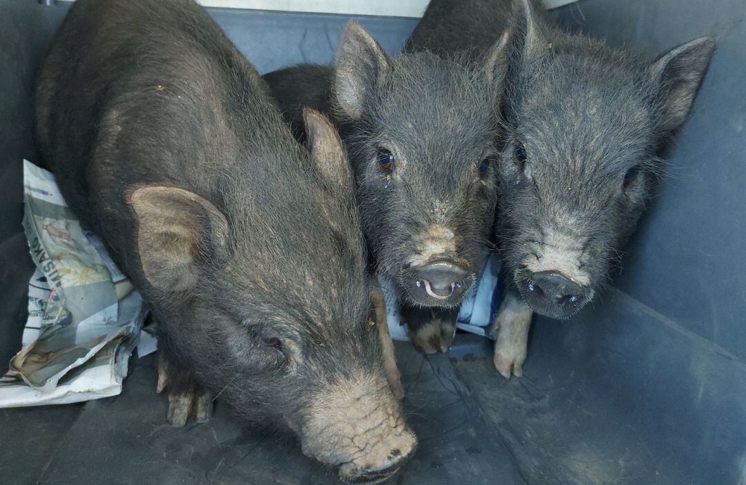 La Policía Local recoge nueve cerdos vietnamitas que se encontraban sueltos por la cuadra Borriolenc.