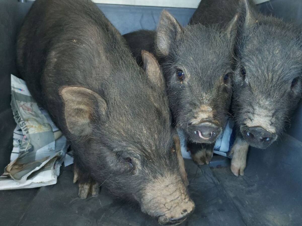 La Policía Local recoge nueve cerdos vietnamitas que se encontraban sueltos por la cuadra Borriolenc