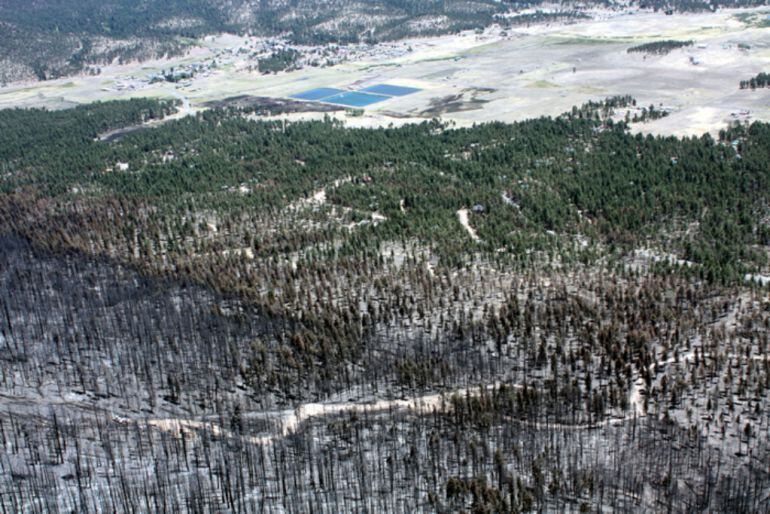 Pinar afectado por un incendio forestal